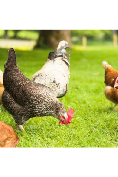 Tavuk Yoncası Tohumu 500 Gr Ak Üçgül Tohumu Bodur Yonca Süs Yoncası Trifolium Repens