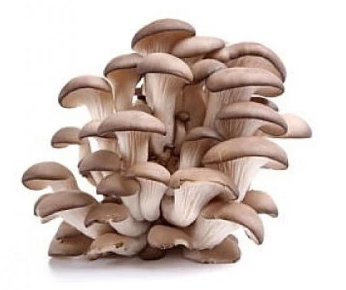 10kg istiridye tohumu