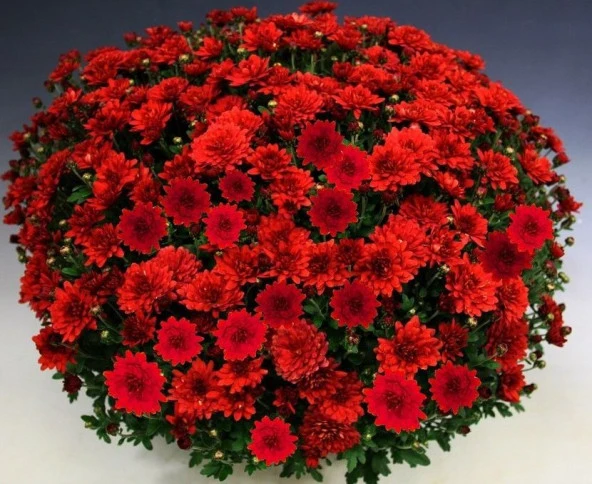 Özel Çeşit Branchili Kasımpatı Krizantem Çiçeği Fidesi (1 Adet) ürün görseli