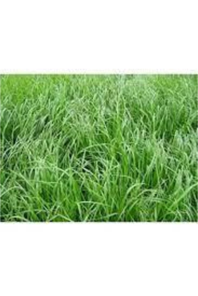 Teff Grass Yazlık Sığır Otu Tohumu 25 Kg