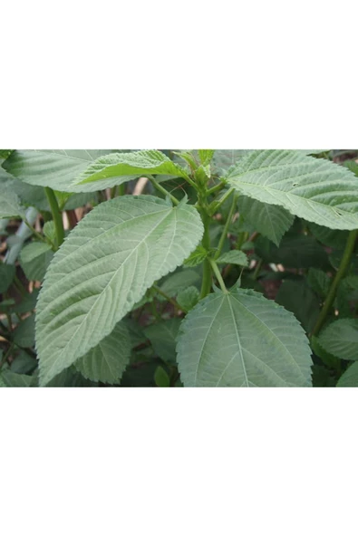 Mühliye Bitkisi Molehiya Tohumu 1 kg