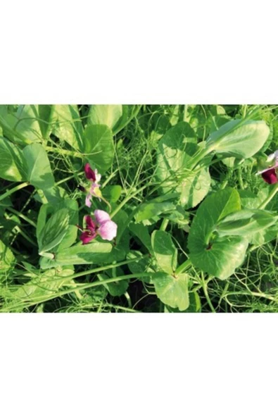 Kirazlı Yem Bezelyesi Tohumu 5 Kg - Resim 2