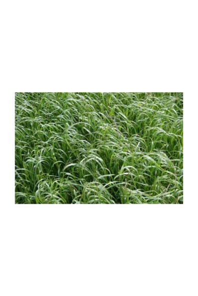 Ryegrass Otu Tohumu Süt Otu Tohumu 25 Kg
