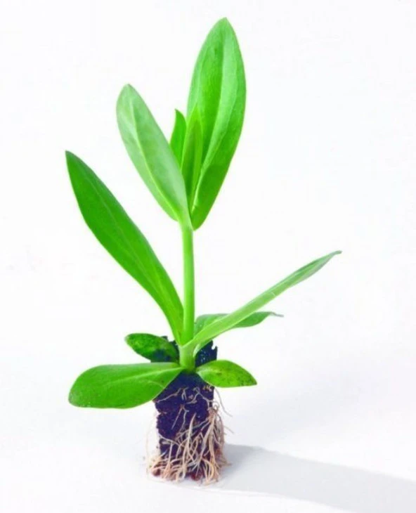Katmerli Sugar Pink Lisianthus Çiçeği Fidesi (3 Adet)