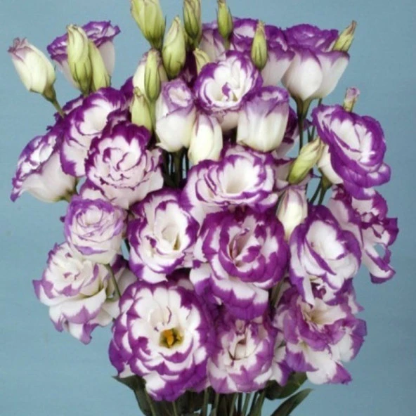 Katmerli S.Blue Picotee Lisianthus Çiçeği Fidesi (3 Adet) - 1