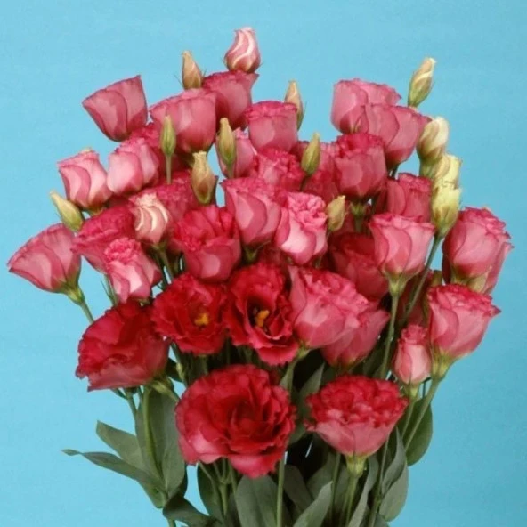 Katmerli Advantage Crimson Lisianthus Çiçeği Fidesi (10 Adet)