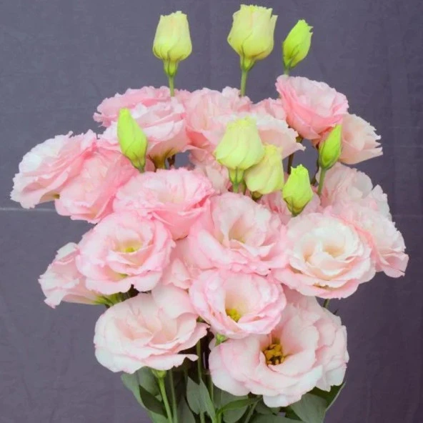 Katmerli Sugar Pink Lisianthus Çiçeği Fidesi (10 Adet)