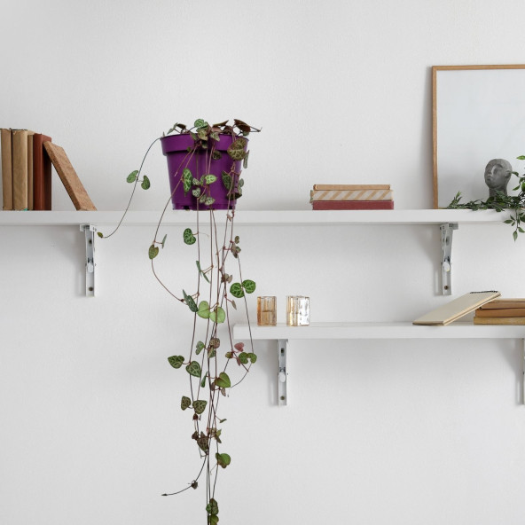 Eget Kalp Kalbe Karşı Çiçeği (Ceropegia Woodii)-Mor saksılı