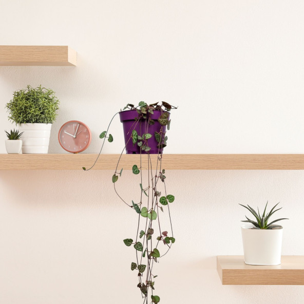 Eget Kalp Kalbe Karşı Çiçeği (Ceropegia Woodii)-Mor saksılı - 2