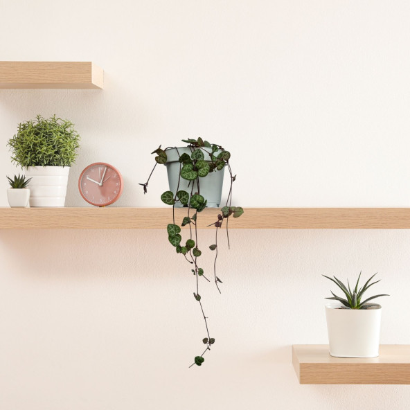 Eget Kalp Kalbe Karşı Çiçeği (Ceropegia Woodii)-Beyaz saksılı - 2