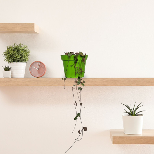 Eget Kalp Kalbe Karşı Çiçeği (Ceropegia Woodii)-Yeşil saksılı - 2