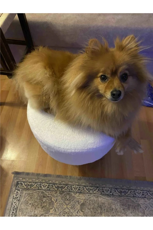 BEYLERBEYİ Gürgen Ahşap Ayaklı Dekoratif Beyaz Pelüş Yuvarlak Puf Bench Koltuk Sandalye - Resim 2