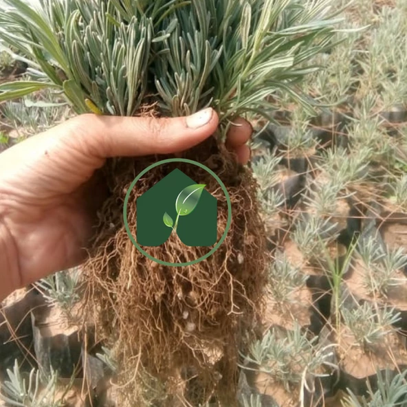 EGET Organik Lavanta Fidesi 60 Adet - 2
