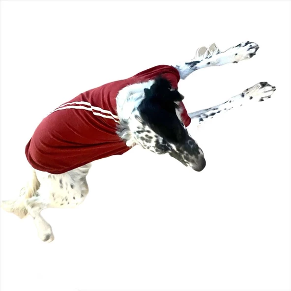 Bordo Tişört Büyük Köpekler İçin - 5