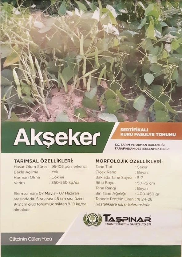 Taşpınar Akşeker Kuru Fasulye Tohumu 1 kg - Resim 3