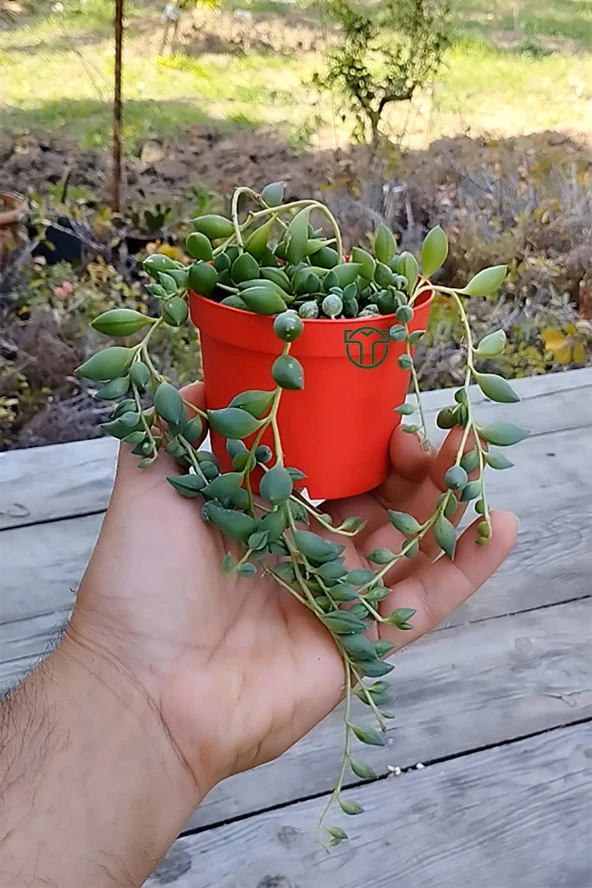Tesbih çiçeği boncuk sukulent misket inci tanesi Senecio Herrianus sarkan sukulent 8.5 cm saksıda