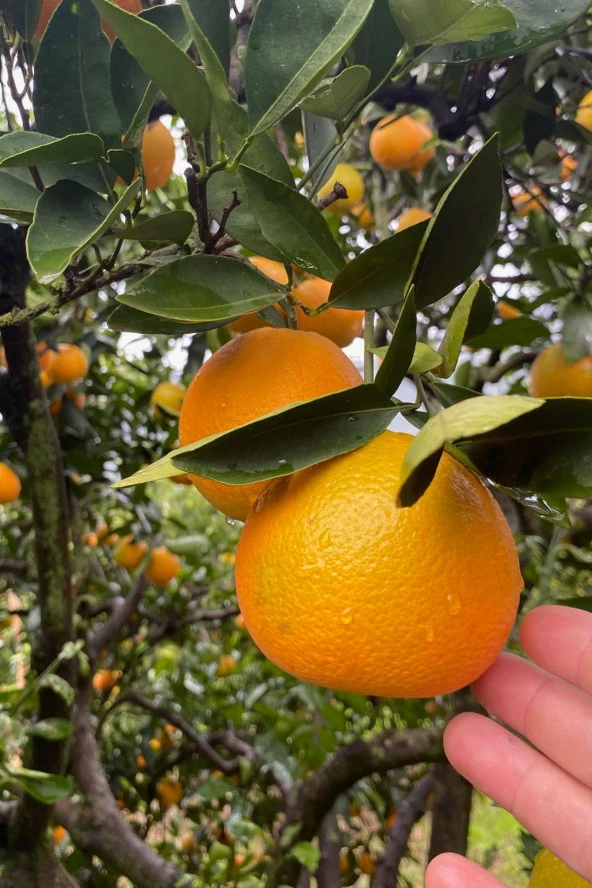 4 kg taze portakal köyceğiz yöresinden