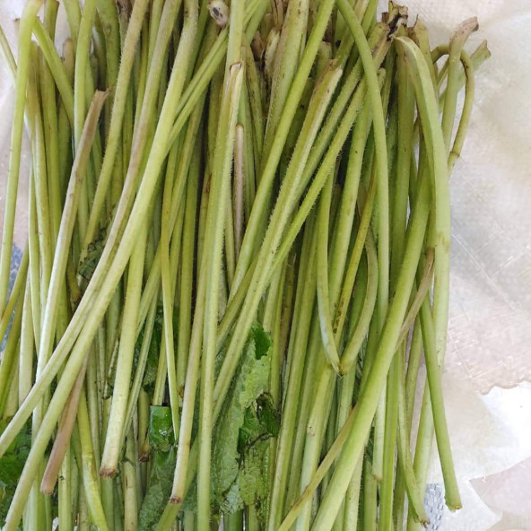 500 Gram Hodan-Kaldirik-Ispıt Otu Sapı - 2