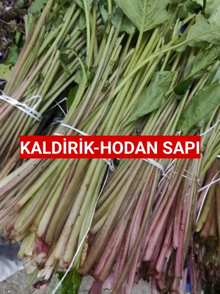 500 Gram Hodan-Kaldirik-Ispıt Otu Sapı