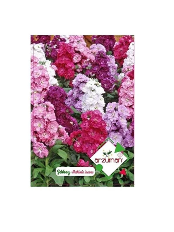 Arzuman Şebboy Çiçeği Tohumu