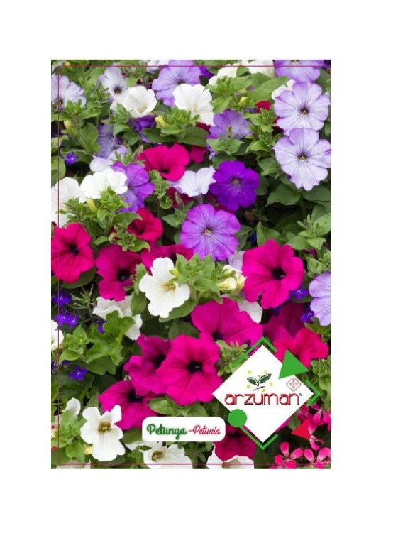 Arzuman Petunya Çiçeği Tohumu