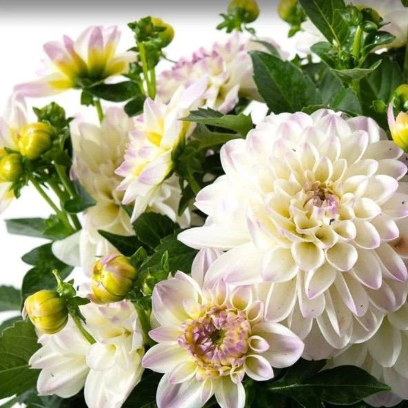 Katmerli İri Çiçekli Power White Lilac Yıldız Dahlia Çiçeği Fidesi (2 adet)