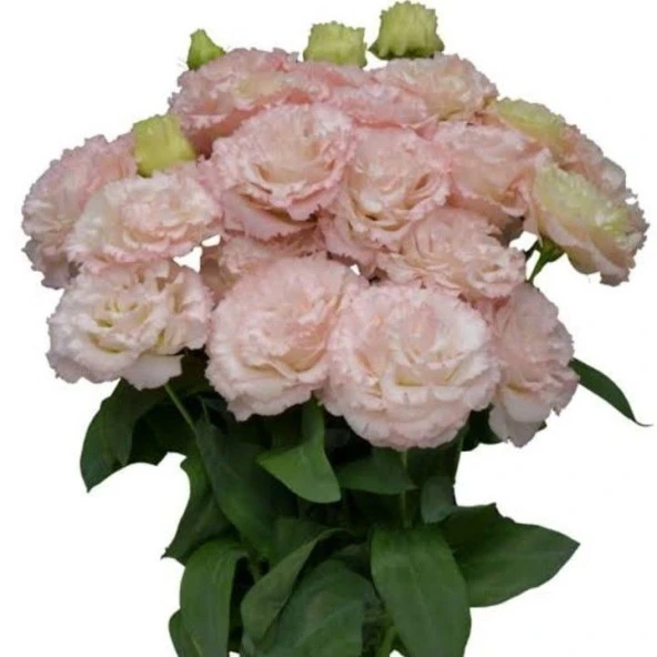 Katmerli Light Pink Lisianthus Çiçeği Fidesi (10 Adet)