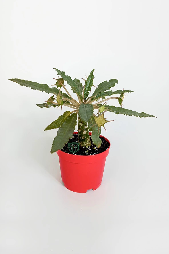 Dorstenia Foetida özel tür nadir ilginç sukulent 8.5 cm kırmızı saksıda