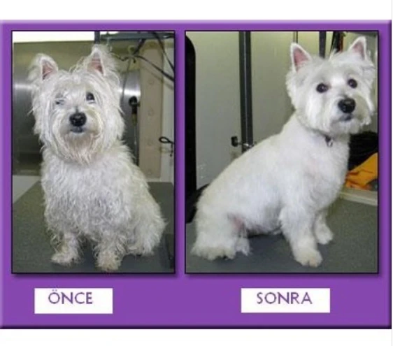 Profesyonel Kedi Köpek Ve Evcil Hayvan Traş Makinesi Elektrikli - Resim 5