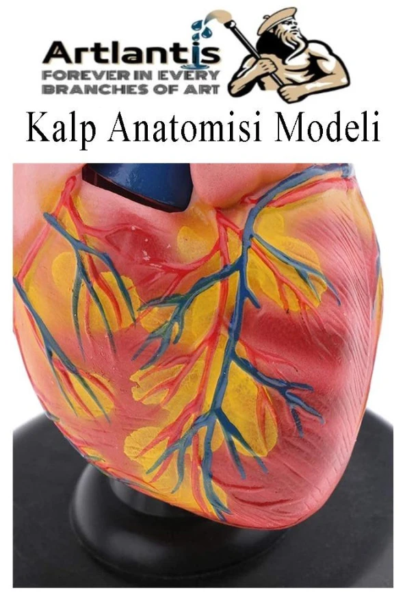 Kalp Modeli 2 Parça 1 Adet Gerçek Boy Kalp Anatomisi Modeli İnsan Kalp Modeli Renkli Bilim Deney Malzemesi - 3