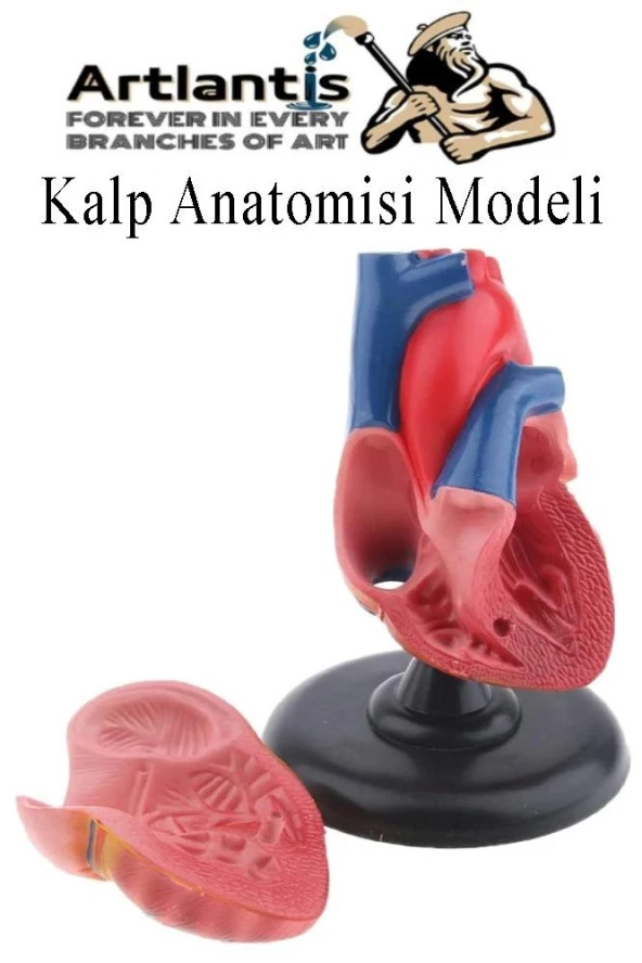 Kalp Modeli 2 Parça 1 Adet Gerçek Boy Kalp Anatomisi Modeli İnsan Kalp Modeli Renkli Bilim Deney Malzemesi - 4