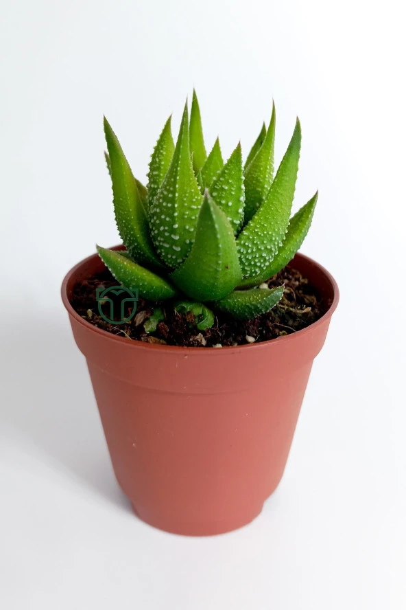 Haworthia Enon/Attenuata beyaz benekli bol yavru veren sukulent 5.5 cm kahverengi saksıda