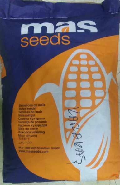 Mısır Tohumu Süt Mısır 100 Gr Mas Yaklaşık 300 Adet - 2