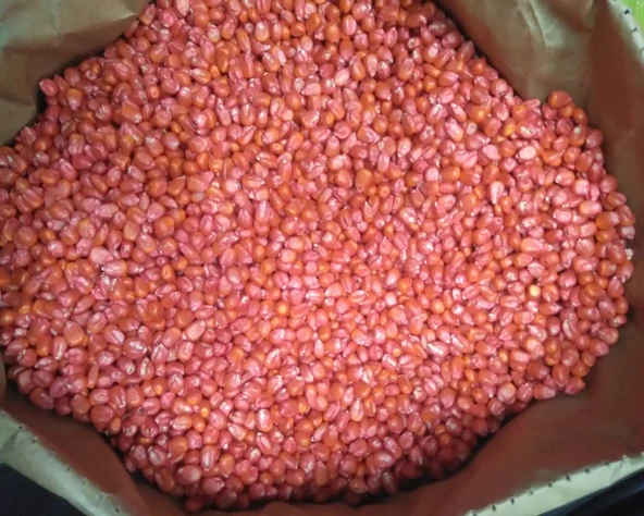 Mısır Tohumu Süt Mısır 100 Gr Mas Yaklaşık 300 Adet - 7