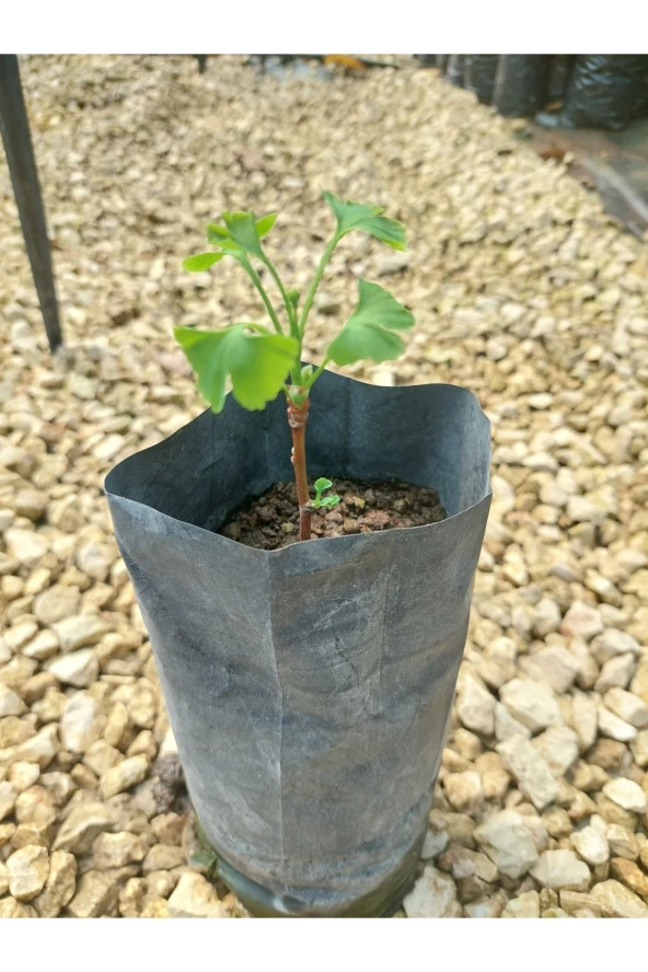 Ginkgo Biloba Fidanı 1 Yaş - 3
