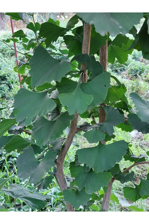 Ginkgo Biloba Yaprağı 100 gr Taze Yaprak - 2
