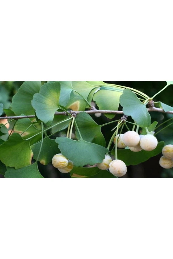 Ginkgo Biloba Yaprağı 100 gr Taze Yaprak - 3
