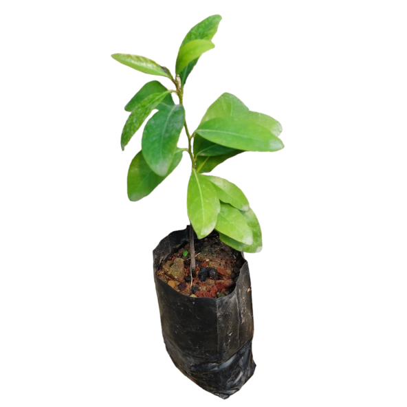 Black Sapote ( Çikolata Meyvesi Ağacı ) Fidanı 1 Yaş 15 Cm (2 ADET) - 2