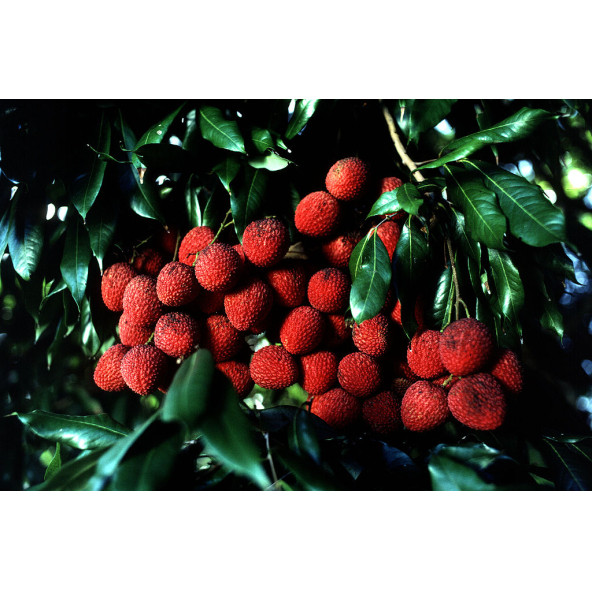 Liçi (lychee, Litchi) Fidanı 2 Yaş 15 Cm - 2