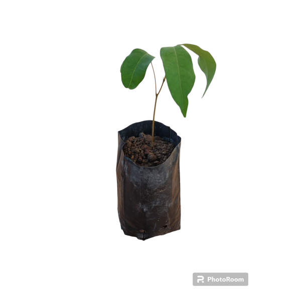 Liçi (lychee, Litchi) Fidanı 2 Yaş 15 Cm - 3