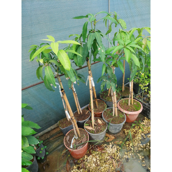 KEITT MANGO FİDANI (4 YAŞ 90 CM VE ÜZERİ) Saksılı - 2