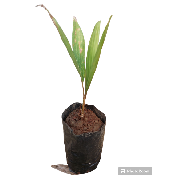 SNAKE FRUİT FİDANI 1 YAŞ 25 CM - 2