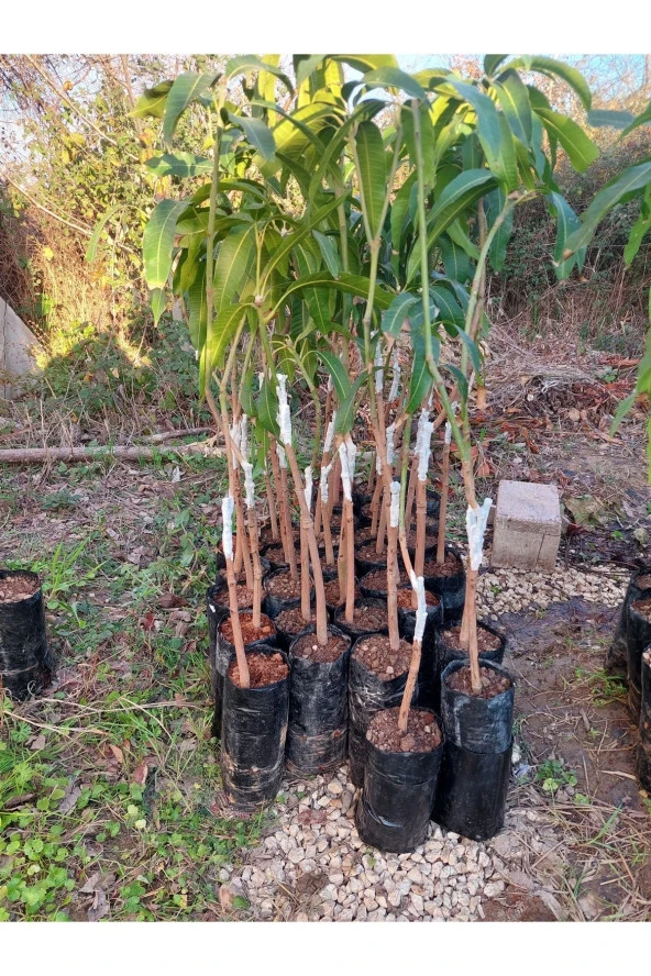 Palmer Mango Fidanı (4 YAŞ 90 CM VE ÜZERİ) - 2