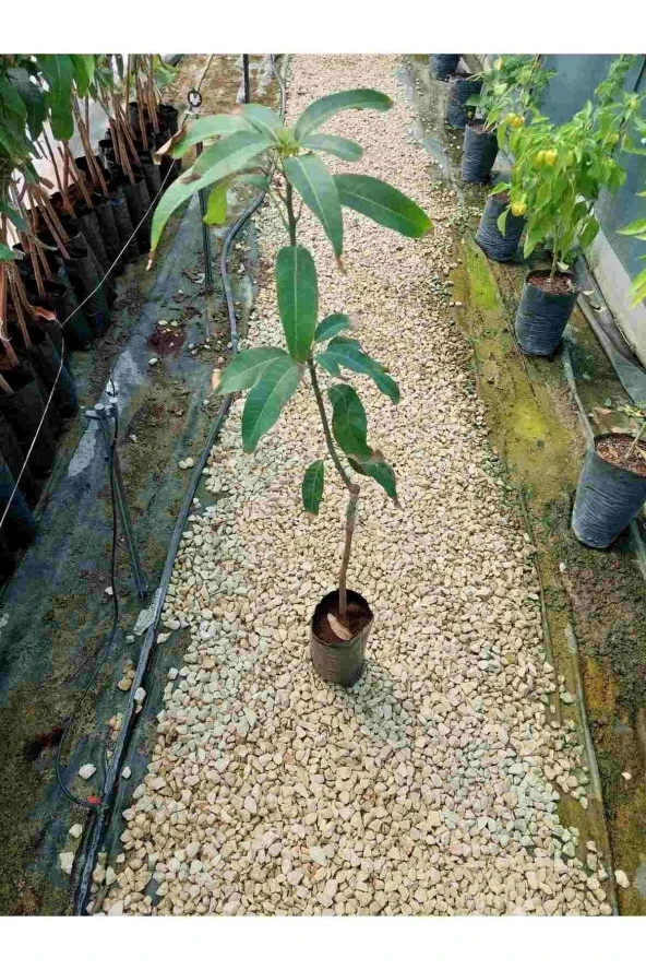 KEITT Mango Fidanı (3 YAŞ 90 CM VE ÜZERİ) - 2