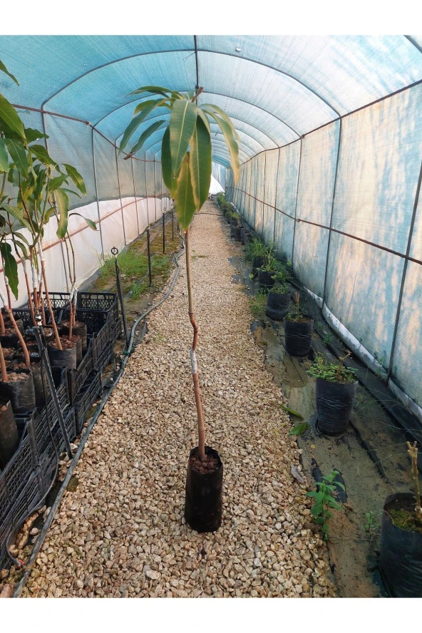 Palmer Mango Fidanı (4 YAŞ 90 CM VE ÜZERİ) - 3