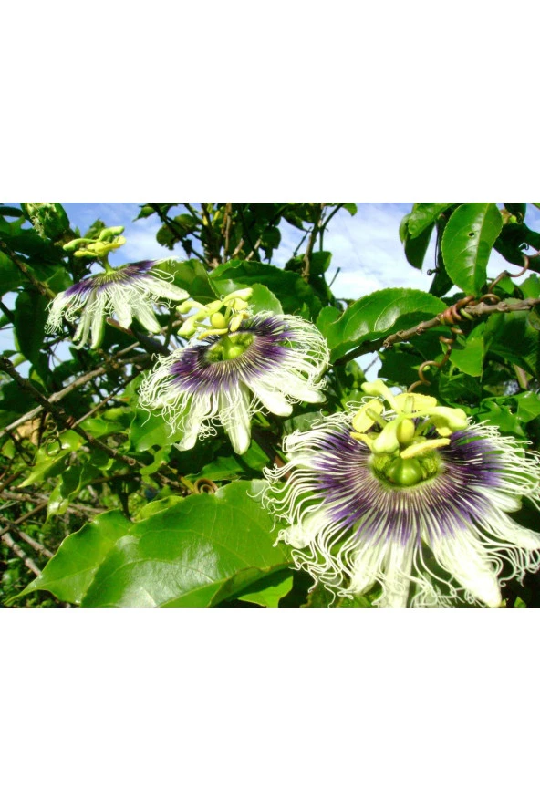 Passiflora Edilus Tohumu (50 Adet Taze Ve Çimlenme Garantili Tohum - 2