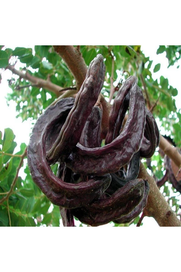 AŞISIZ KEÇİ BOYNUZU FİDANI 40 CM - 2