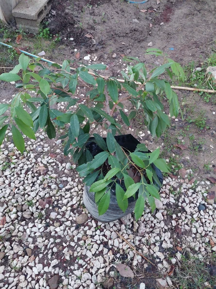 Aşılı Liçi Fidanı (LYCHEE, LİTCHİ) 7 Yaş 70 Cm - 3