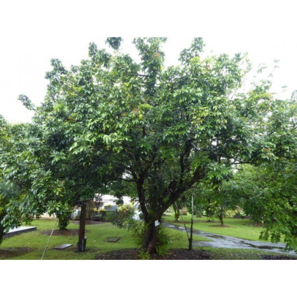 Aşılı Longan Fidanı (6 YAŞ 100 CM ÜZERİ) - 2