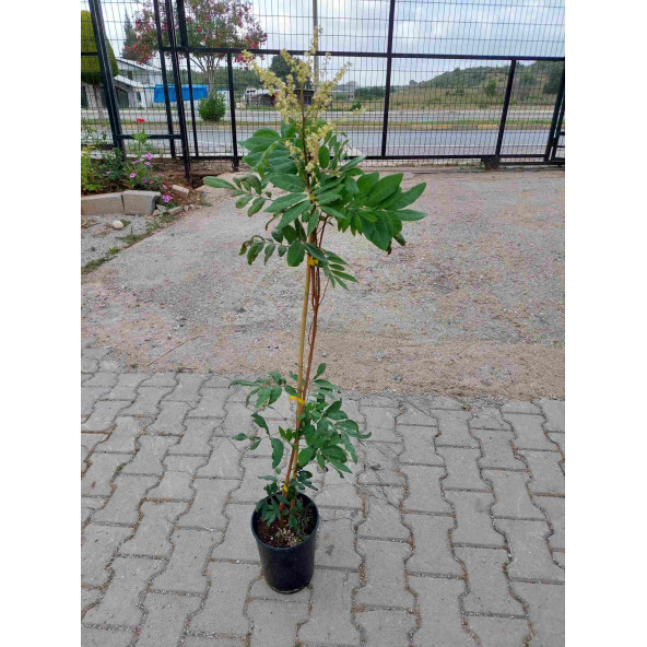 Aşılı Longan Fidanı (6 YAŞ 100 CM ÜZERİ) - 3